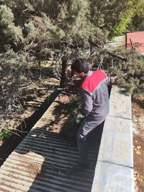 هرس درختان در محوطه 